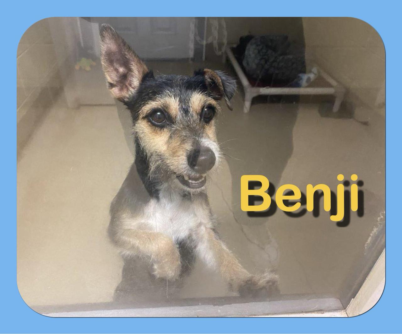 Benji
